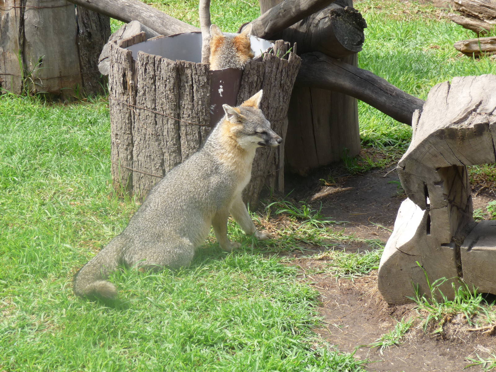 grey fox san juan de aragon zoo