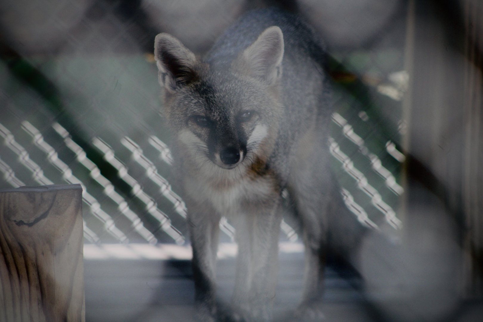 Grey Fox (Urocyon cinereoargenteus ssp.)