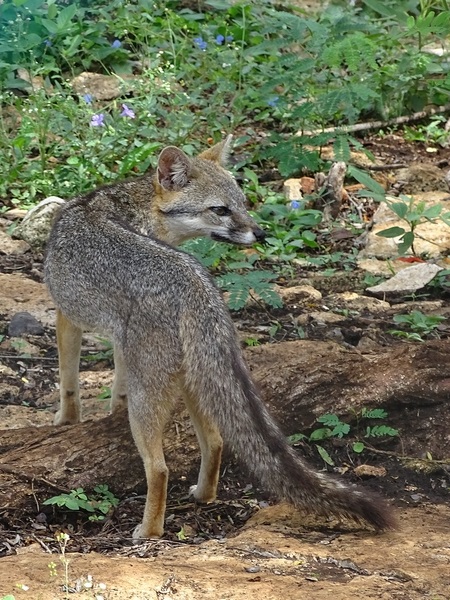 Grey fox (Urocyon cinereoargenteus)