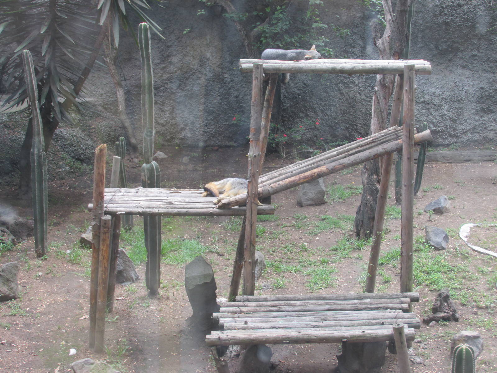 grey fox zoologico del altiplano