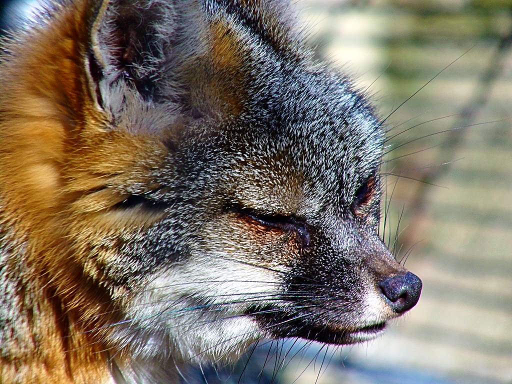 Grey Fox