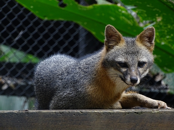Grey Fox