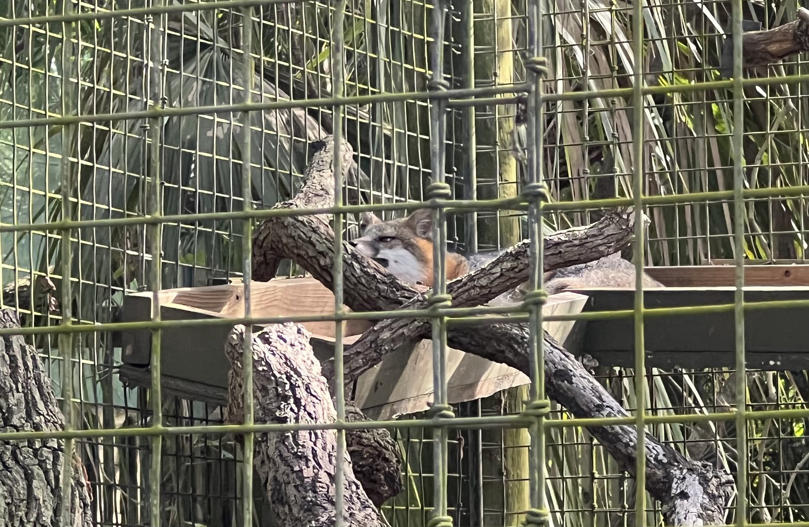 Grey Fox