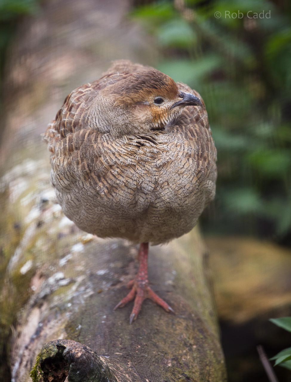 Grey francolin : Birdland : 19 Apr 2015