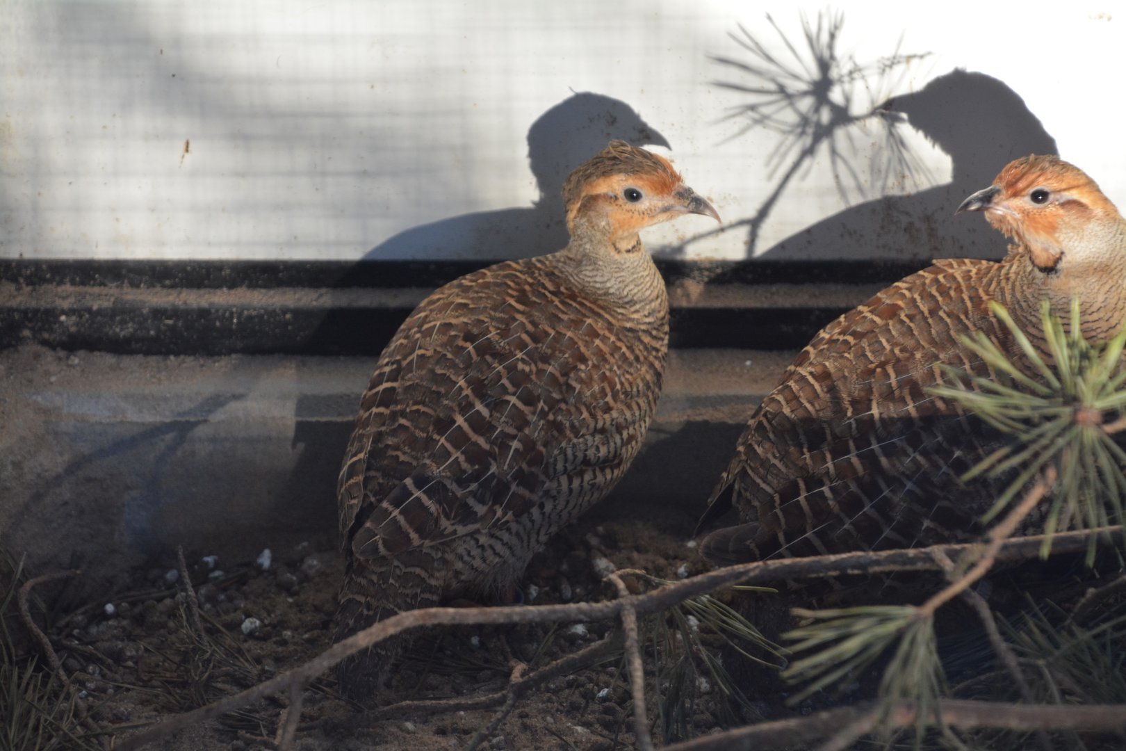 Grey francolin (Ortygornis pondicerianus)