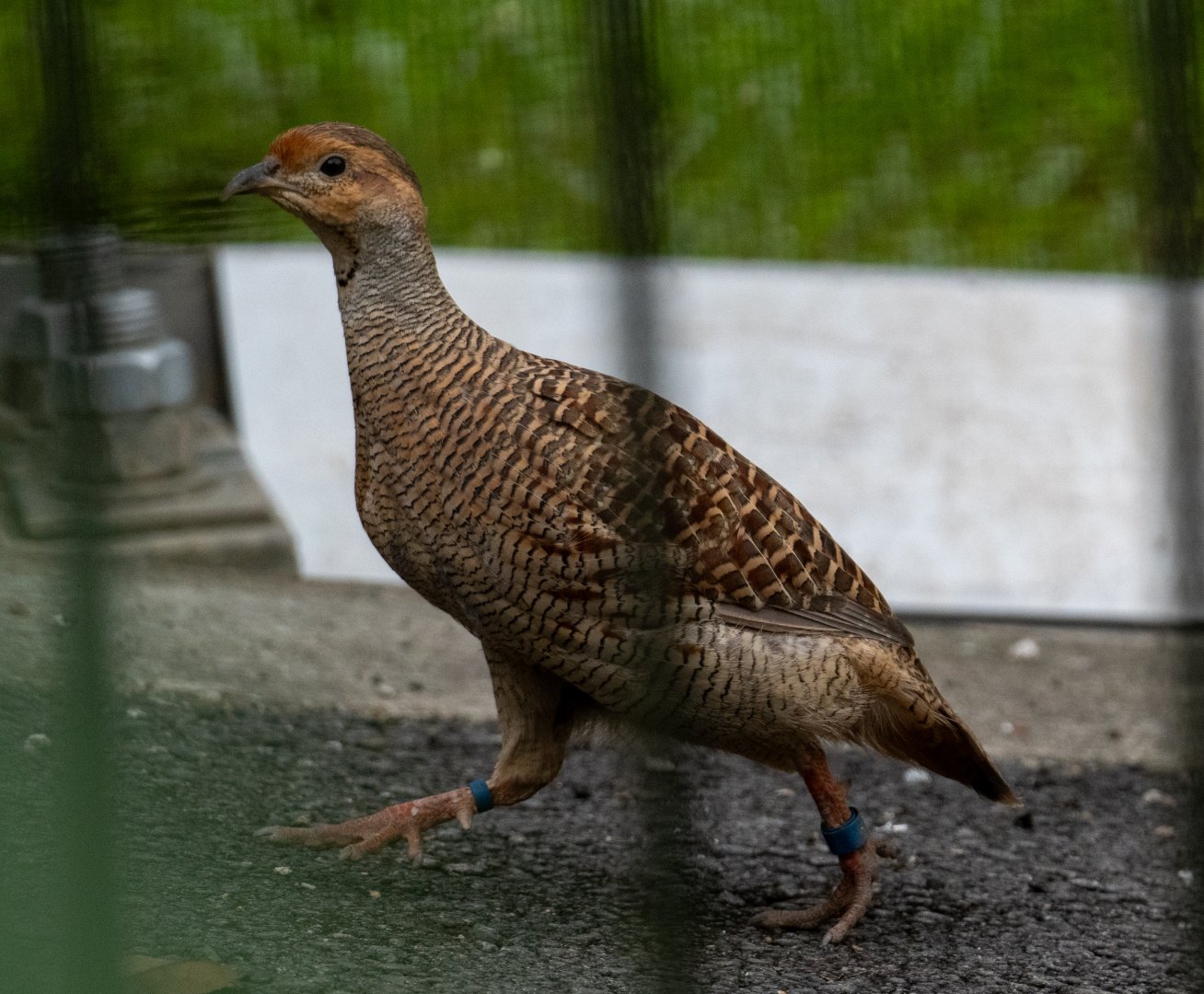 Grey Francolin