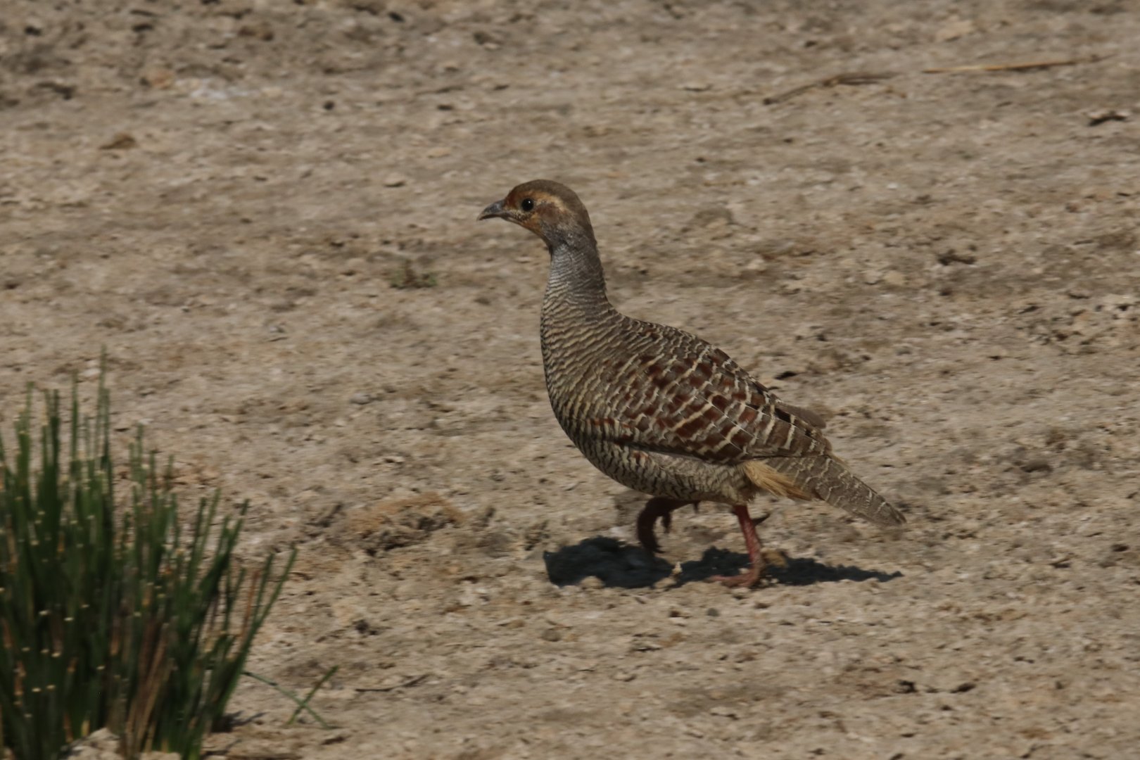 Grey Francolin