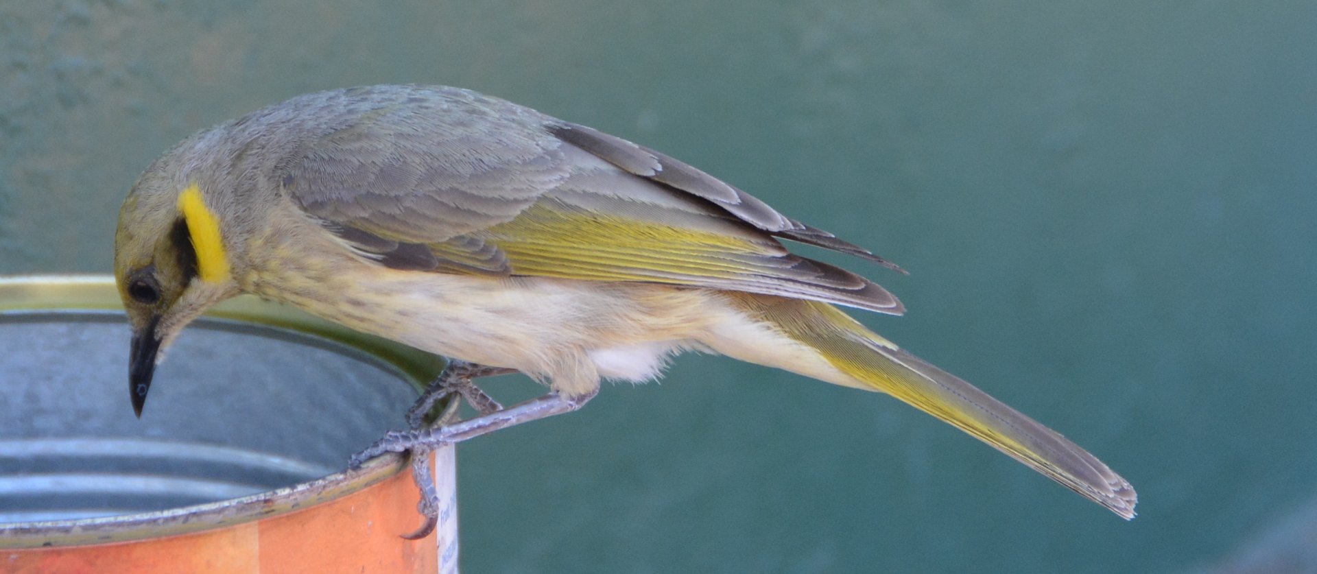 Grey-fronted honeyeater 2