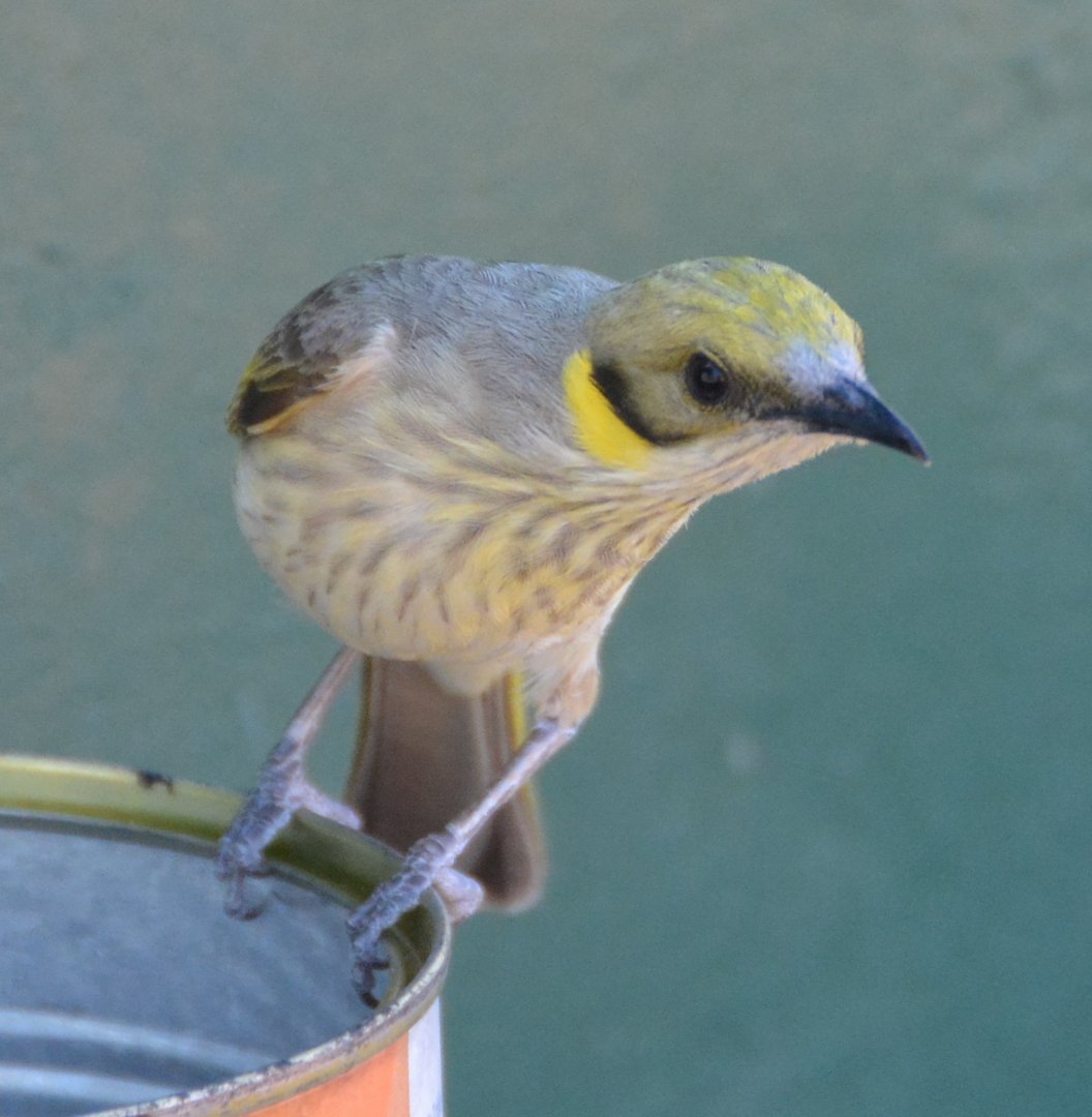 Grey-fronted honeyeater
