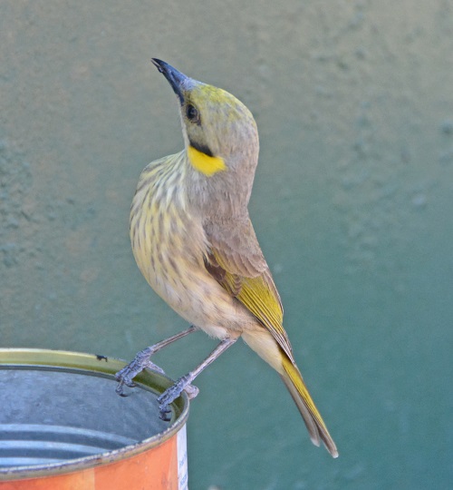 Grey-fronted honeyeater