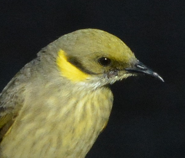 Grey-fronted honeyeater (?)