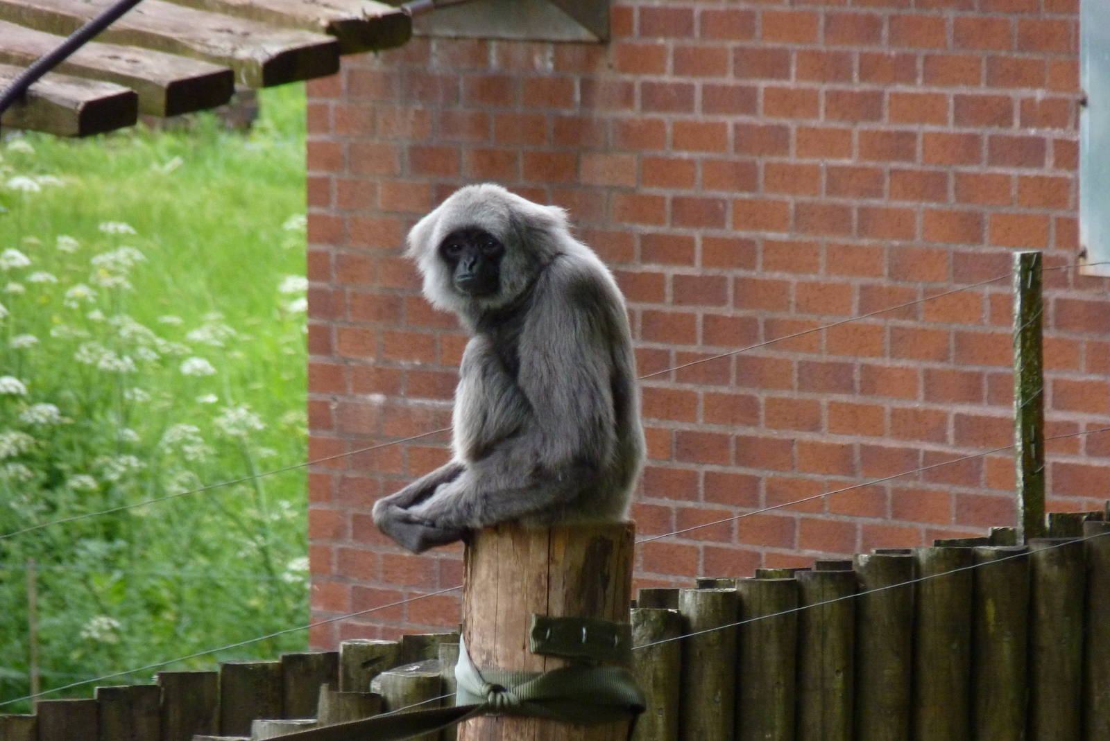 Grey Gibbon, 28 May 2014