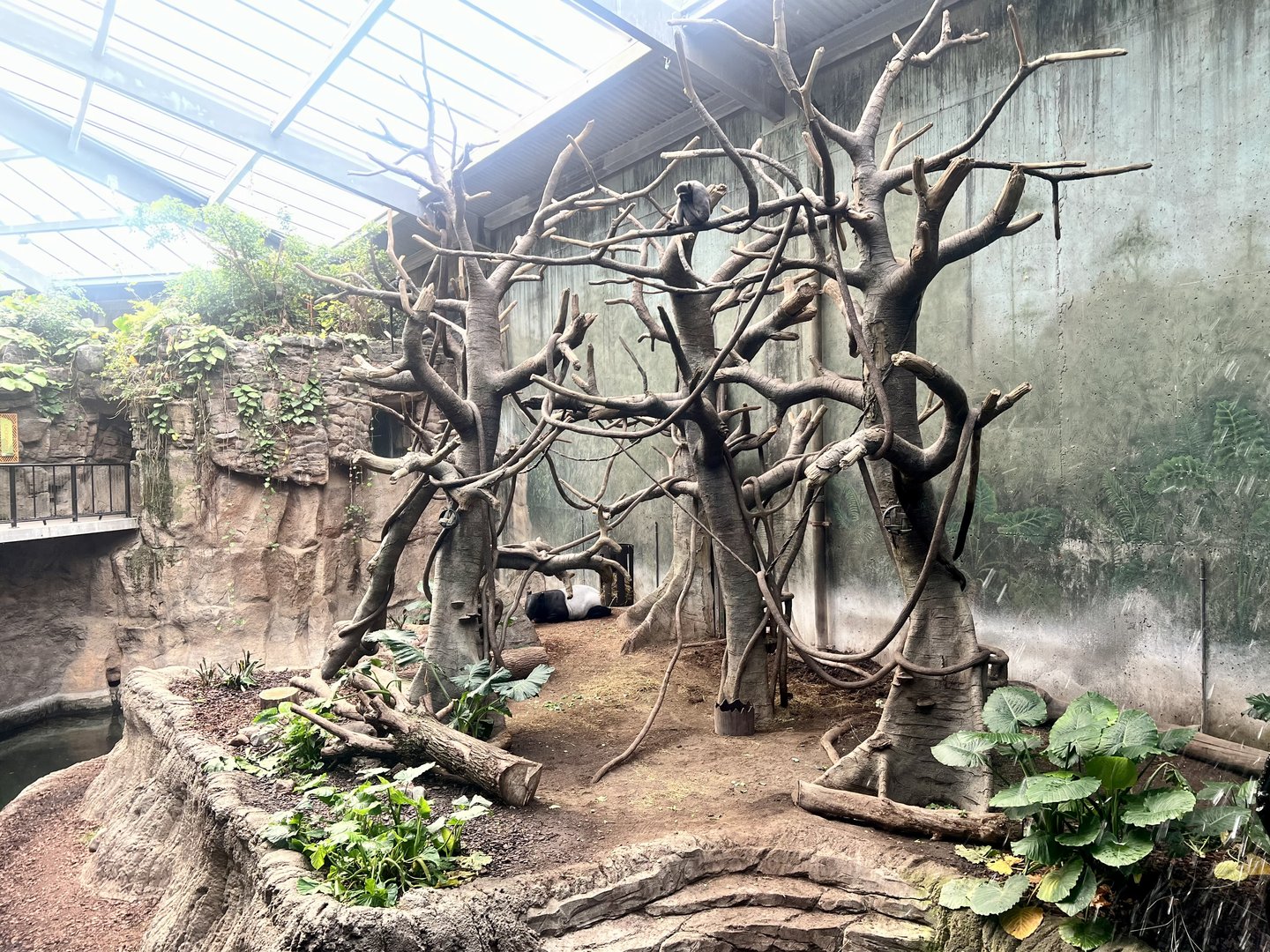 Grey Gibbon and Malayan Tapir Exhibit
