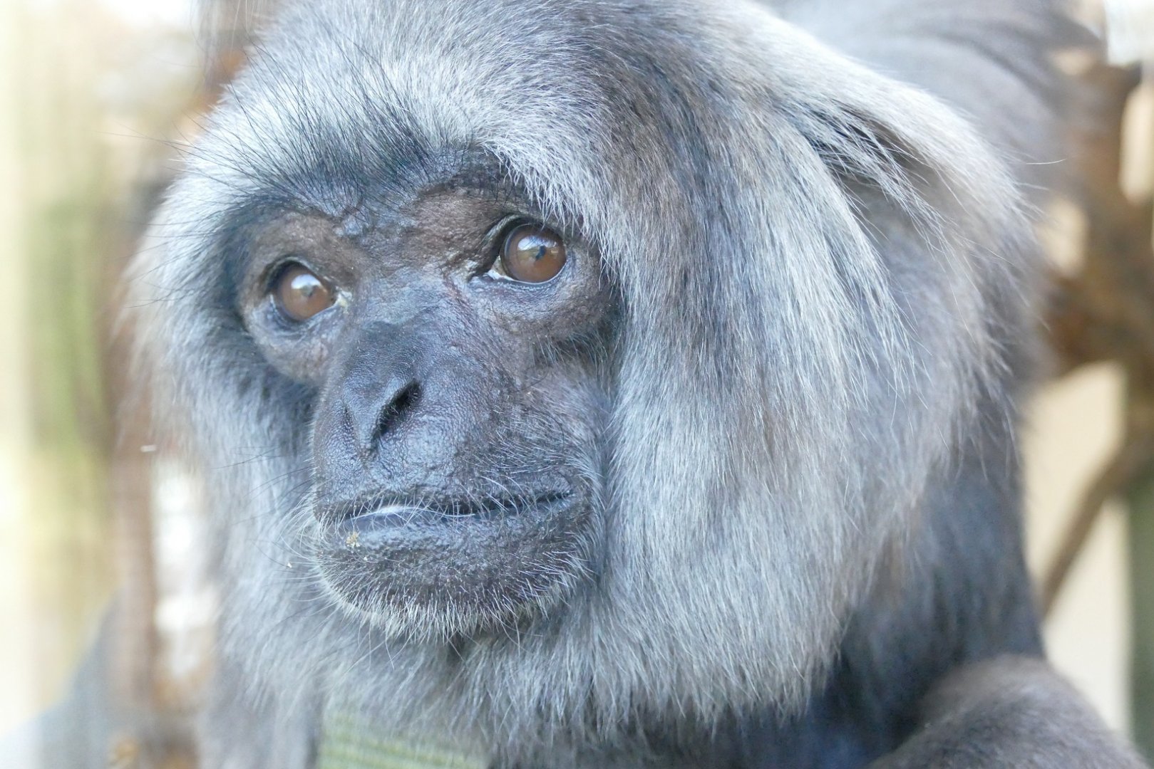 Grey gibbon, February 2019