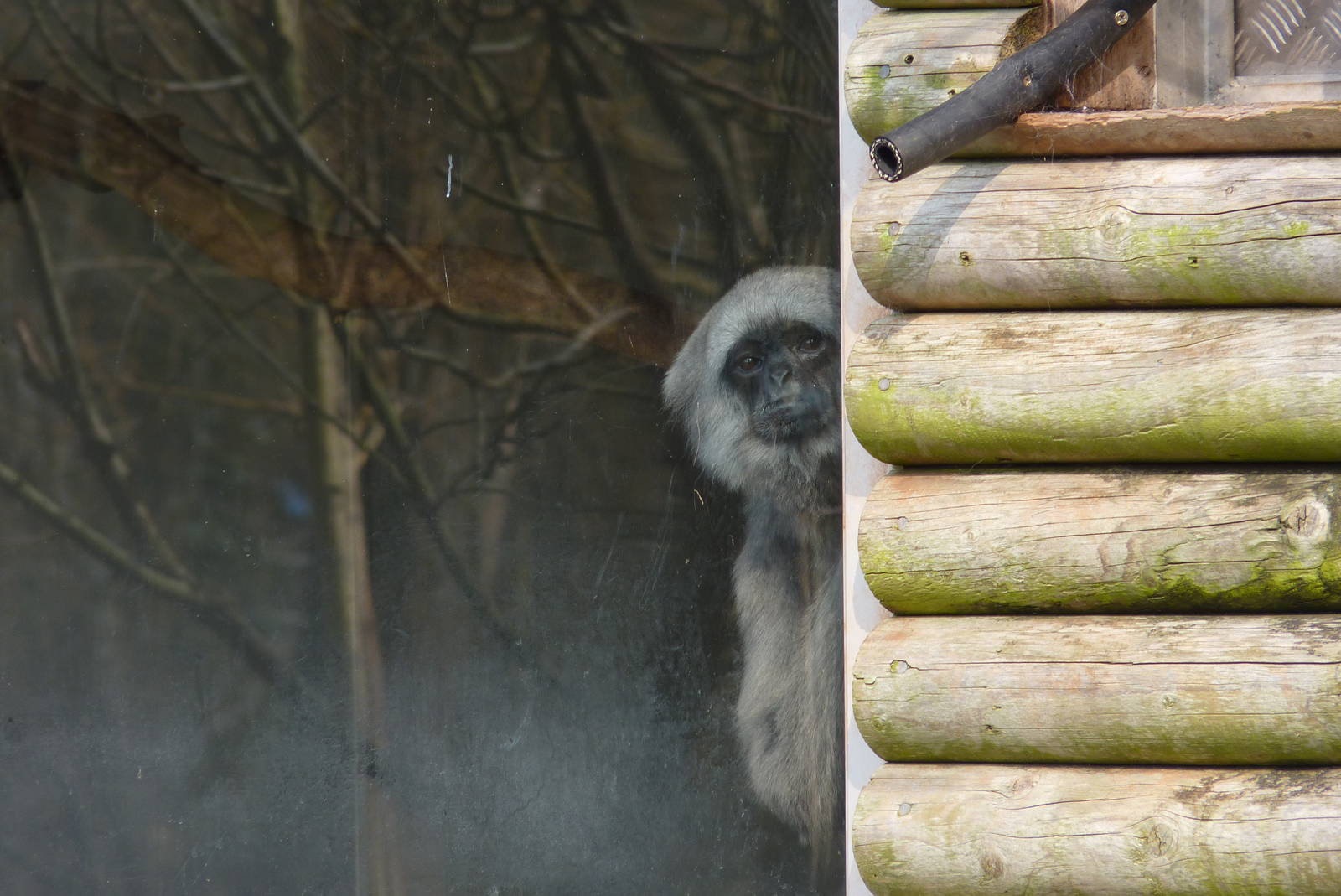 Grey Gibbon, Naomi, 12 March 2014