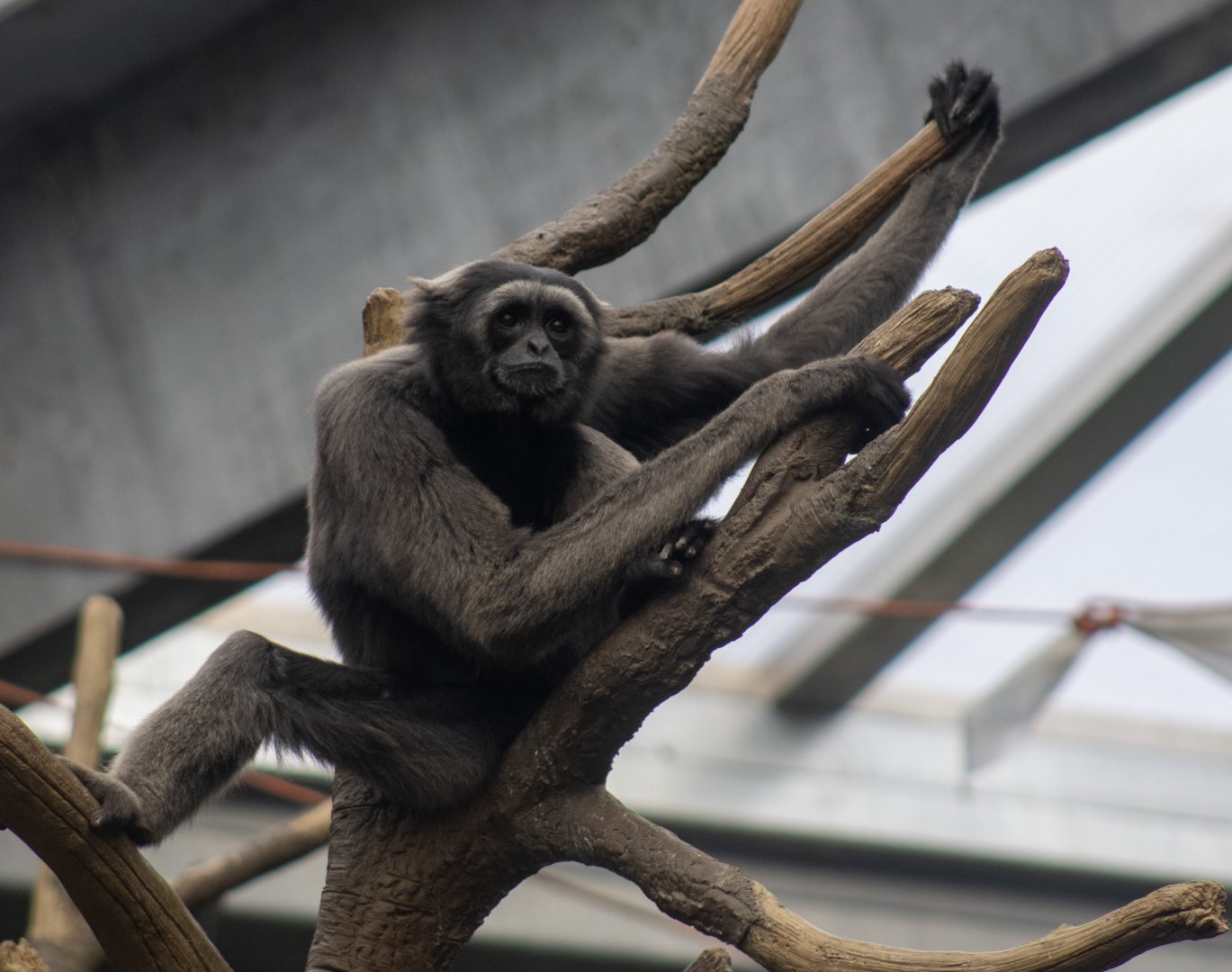 Grey Gibbon