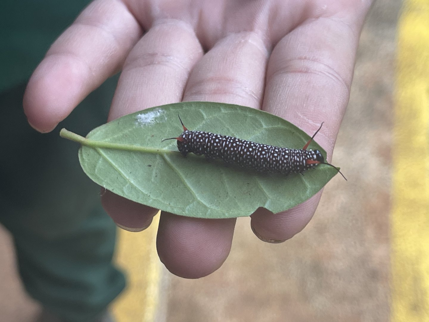 grey glass tiger (caterpillar form) (ideopsis juventa) - aviary park