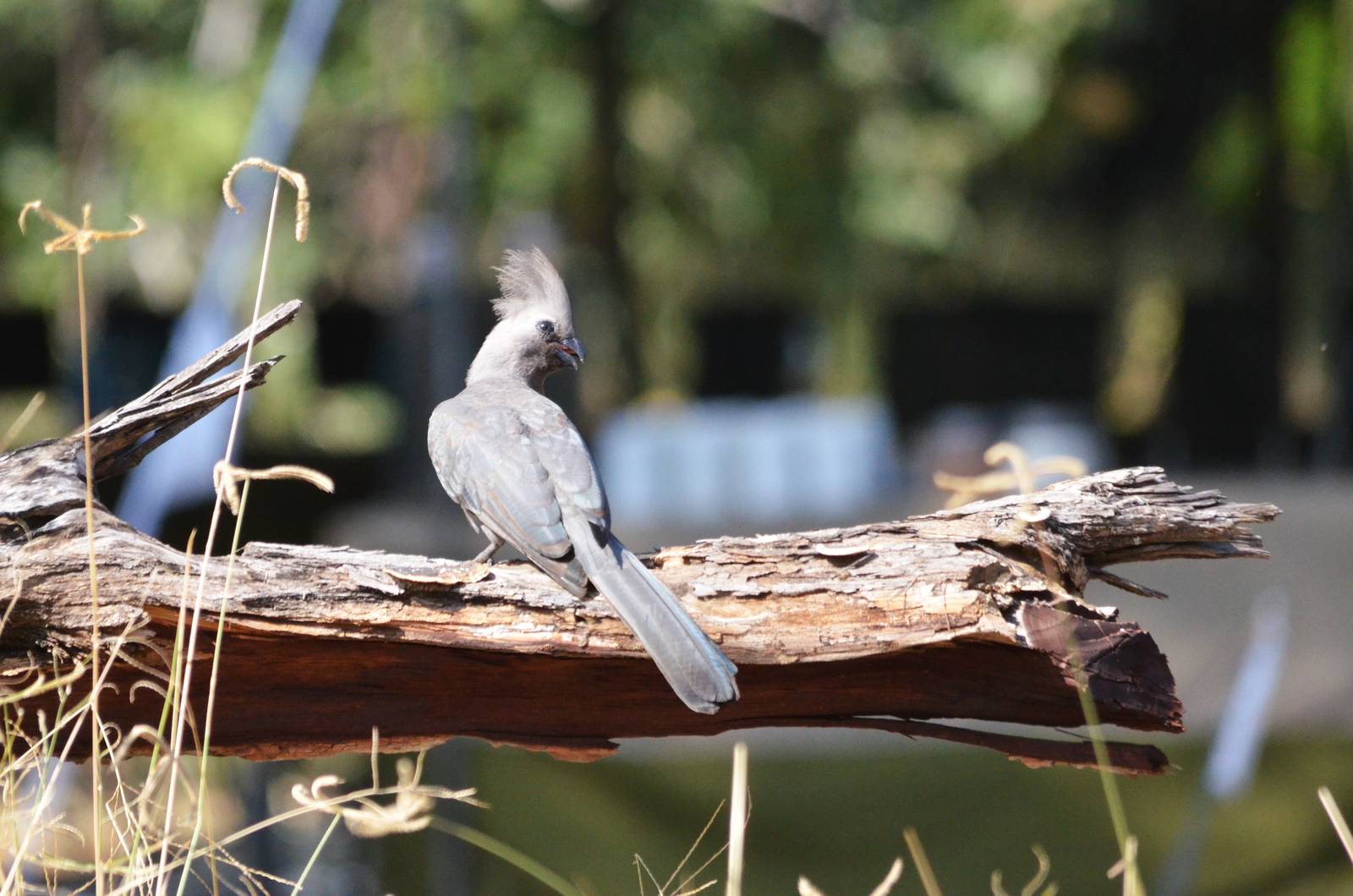 Grey Go-away-bird, Khwai Community Area, Botswana, 24/04/16
