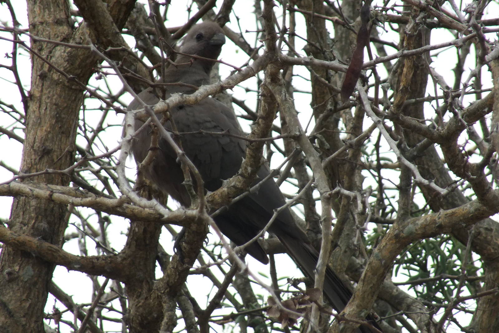 Grey Go-away bird