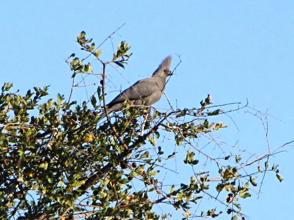 Grey Go-Away Bird