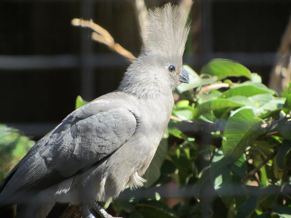 Grey Go-Away Bird