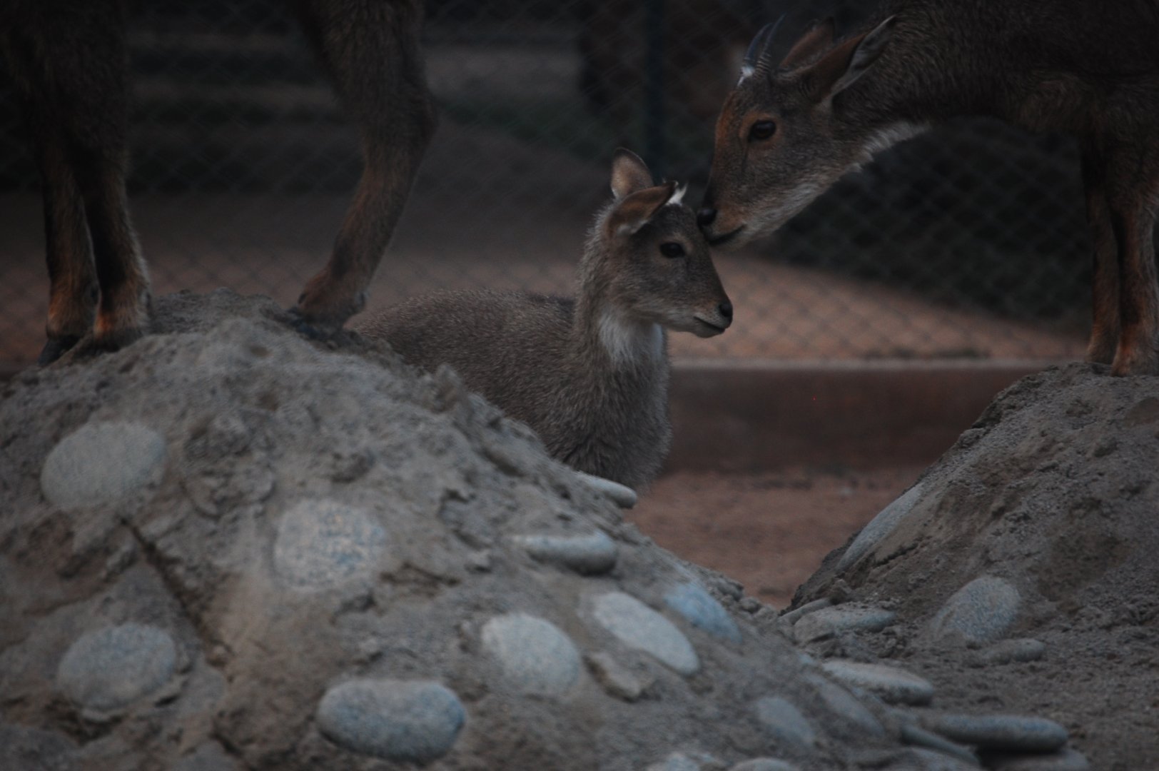 Grey goral fawn - Peshawar zoo 12/14/2019