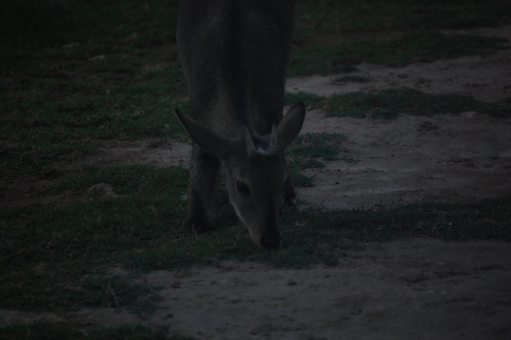 Grey goral feeding - Peshawar Zoo 20/10/2018