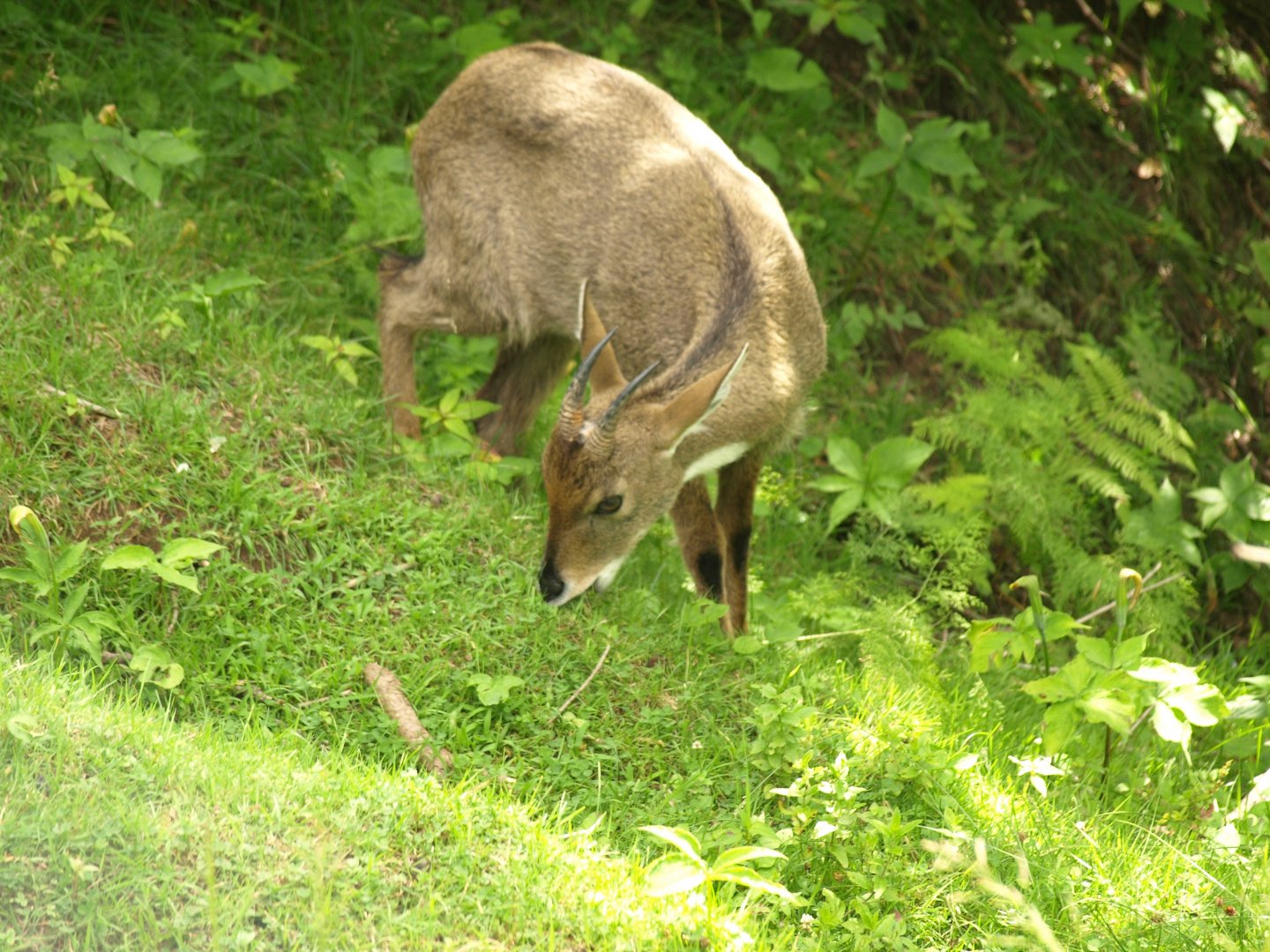 Grey Goral foraging - Lalazar Wildlife Park 19/7/2017