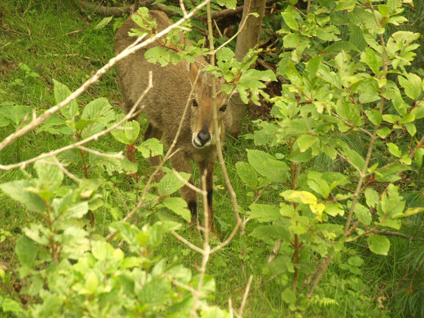 Grey Goral foraging - Lalazar Wildlife Park 19/7/2017