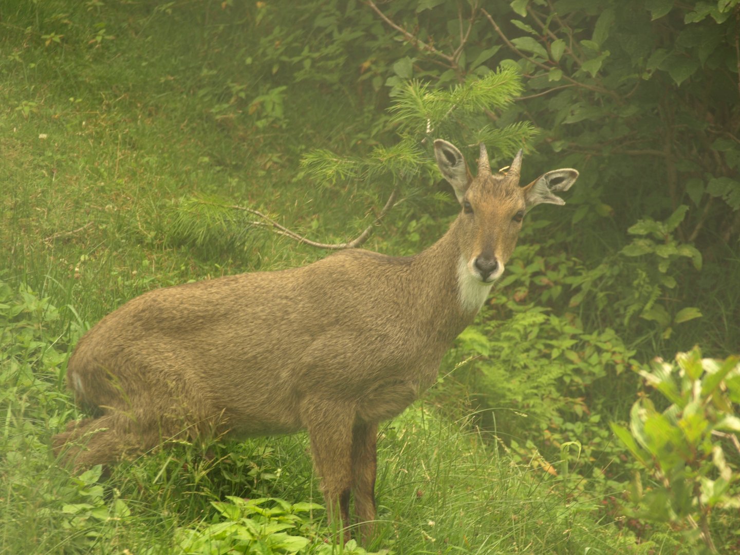 Grey Goral - Lalazar Wildlife Park 19/7/2017