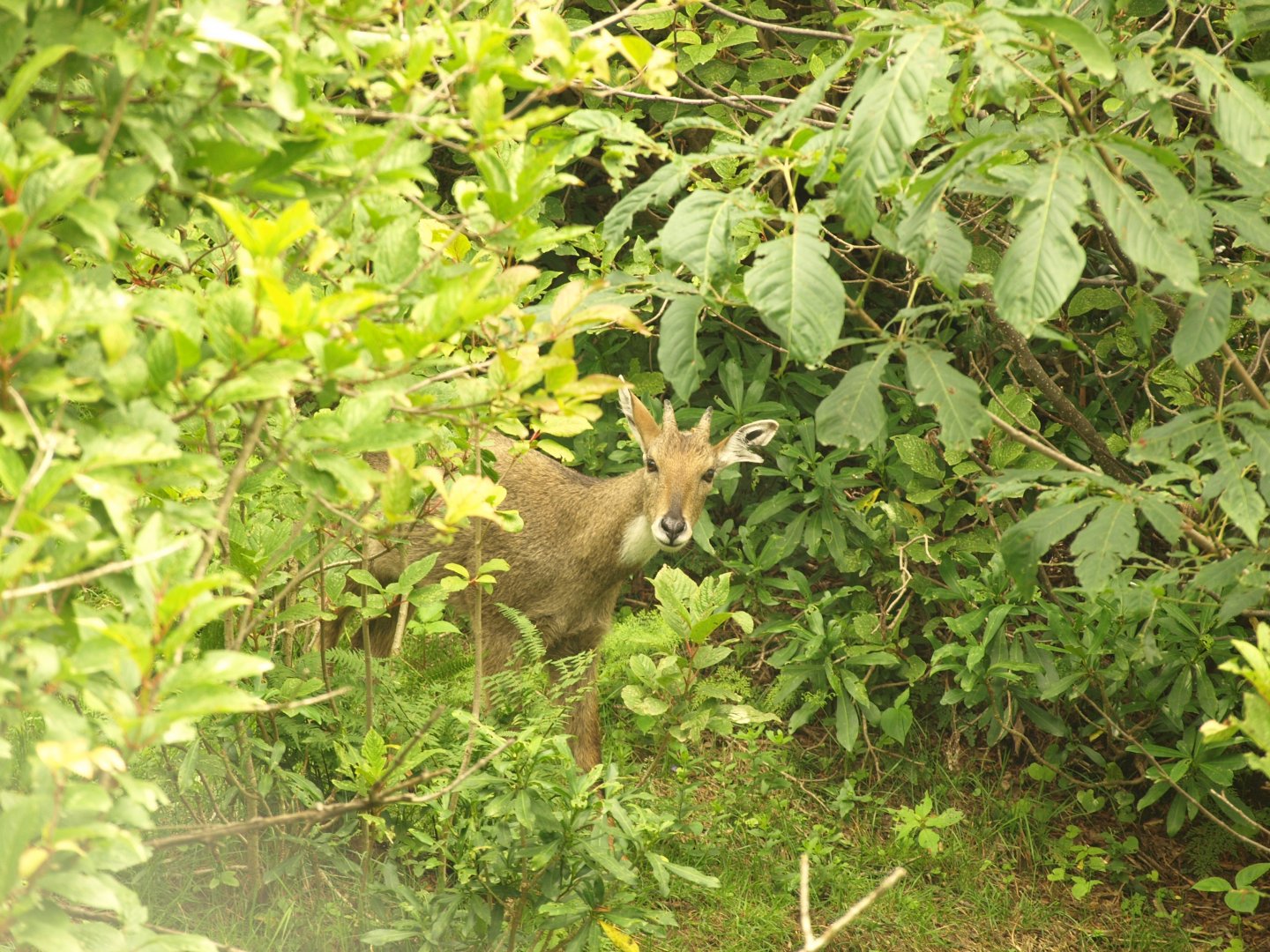 Grey Goral - Lalazar Wildlife Park 19/7/2017