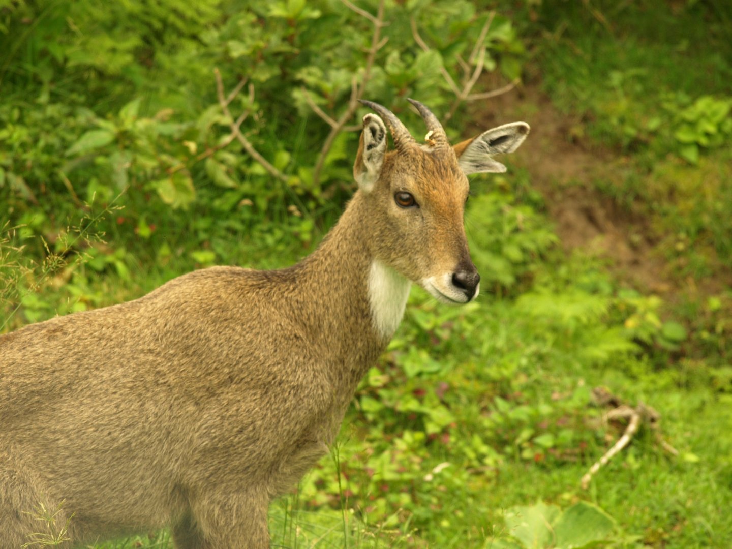 Grey Goral - Lalazar Wildlife Park 2017