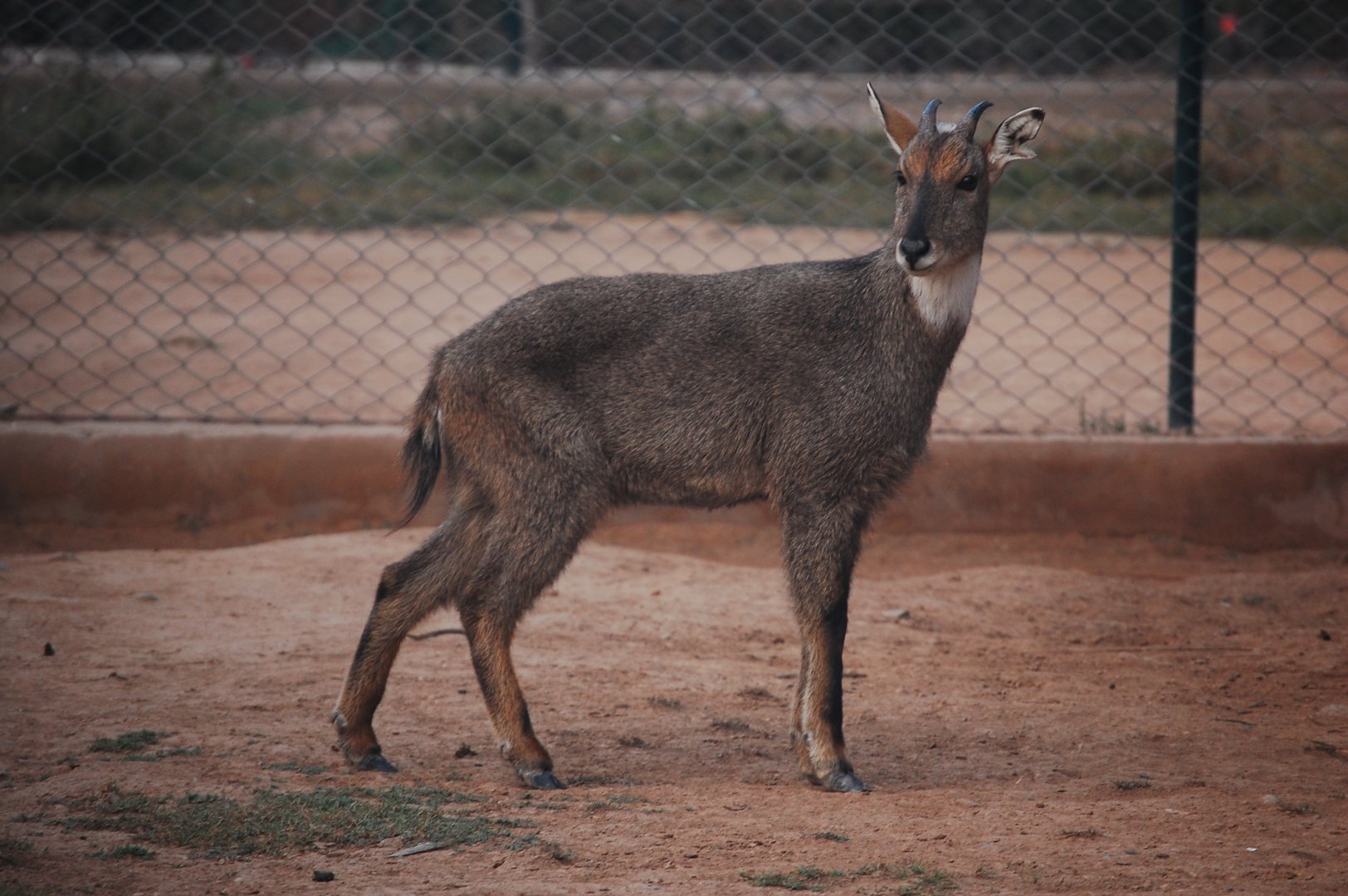 Grey goral - Peshawar zoo 12/14/2019