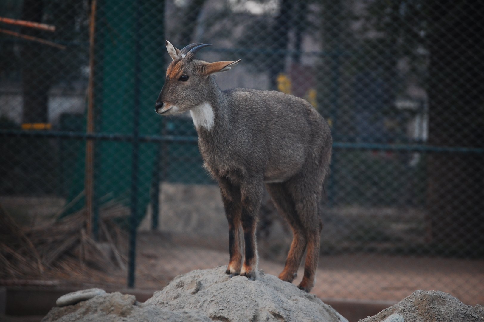 Grey goral - Peshawar zoo 12/14/2019
