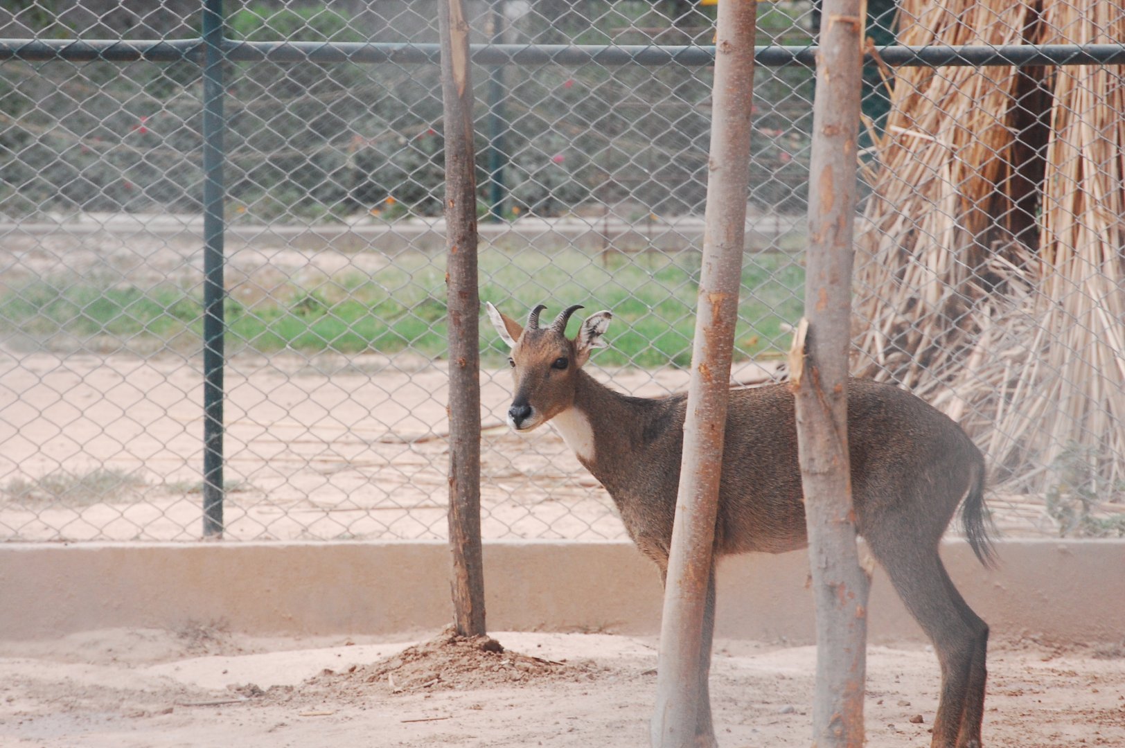 Grey goral - Peshawar zoo 6/23/2019