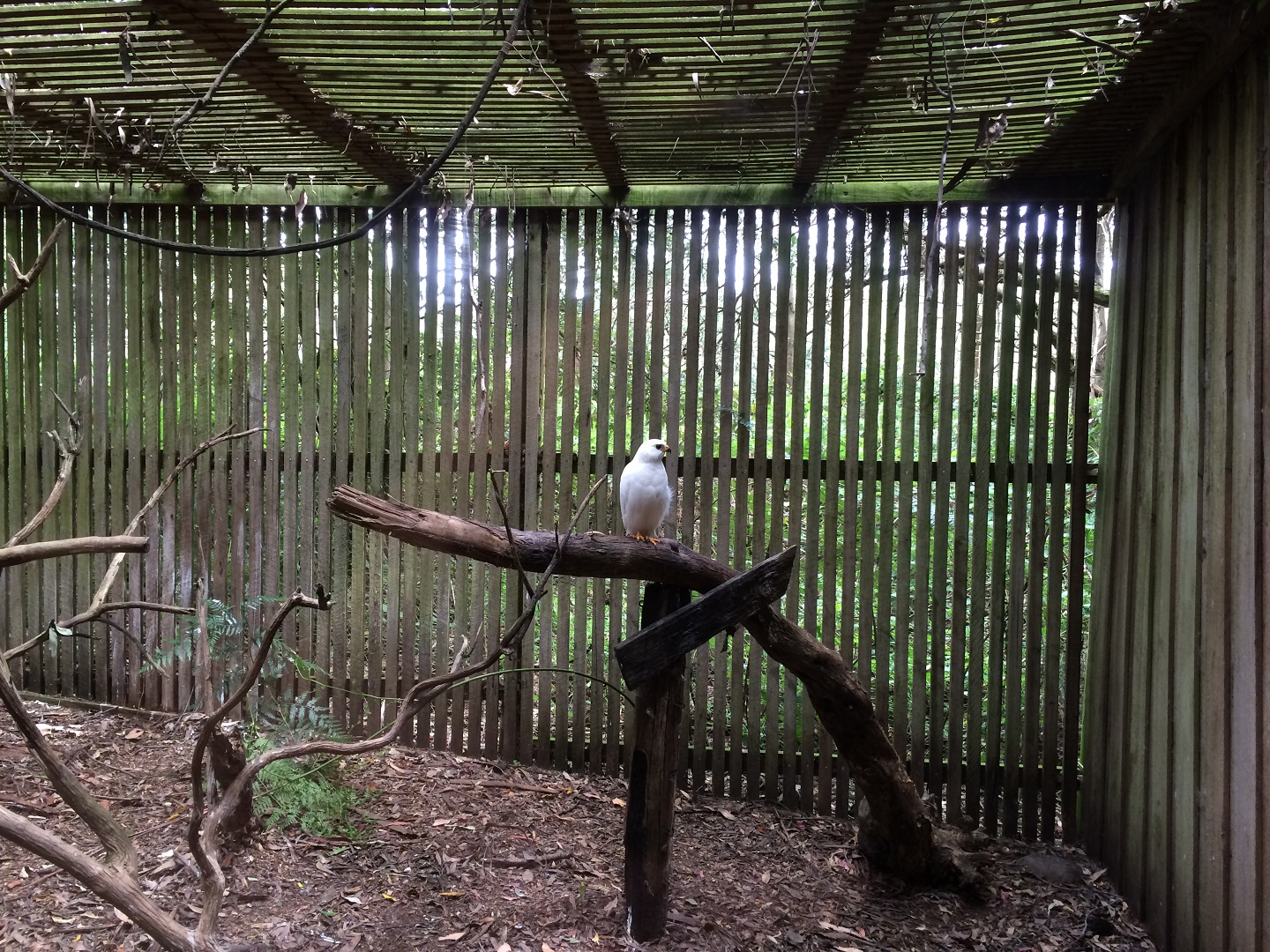 Grey Goshawk (Accipiter novaehollandiae)- White Morph
