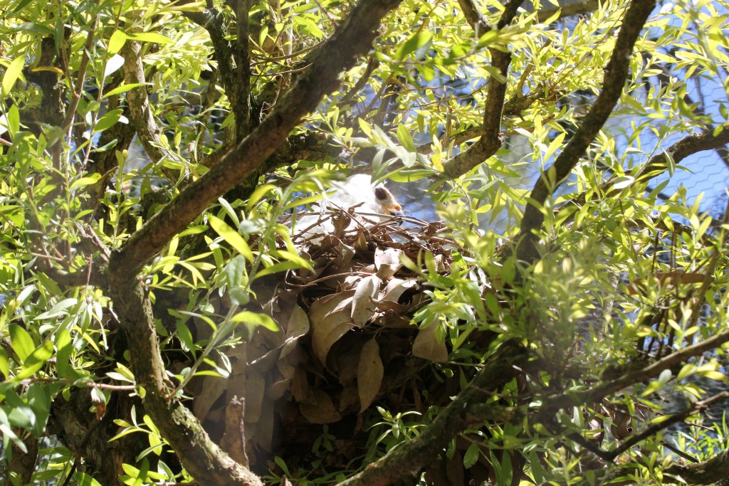 Grey Goshawk nesting