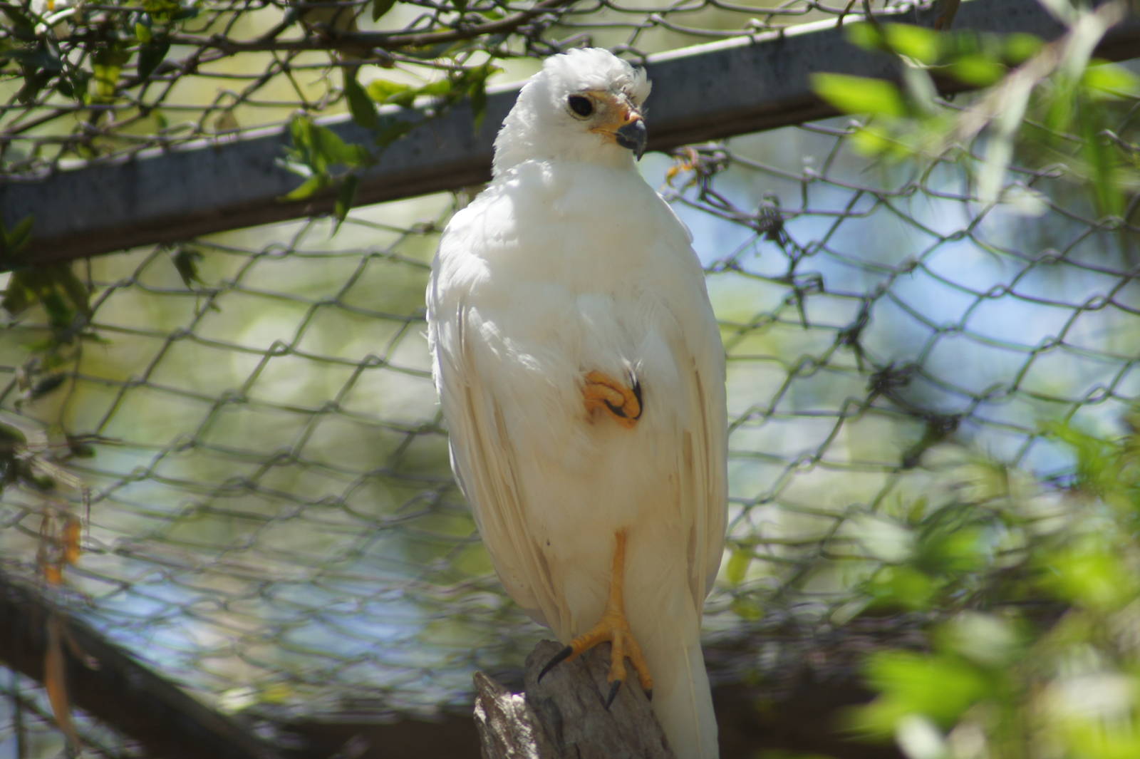 Grey goshawk (white morph)