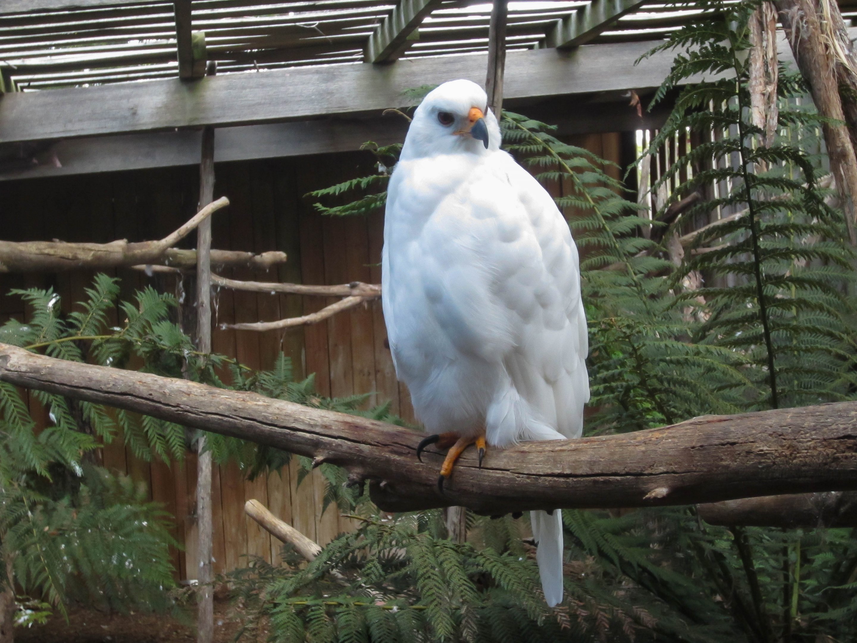 Grey Goshawk - white morph