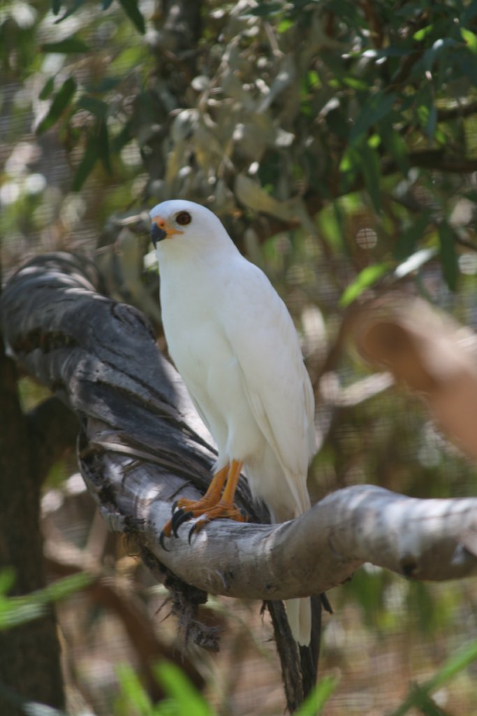 Grey Goshawk (white phase)