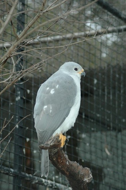 Grey Goshawk