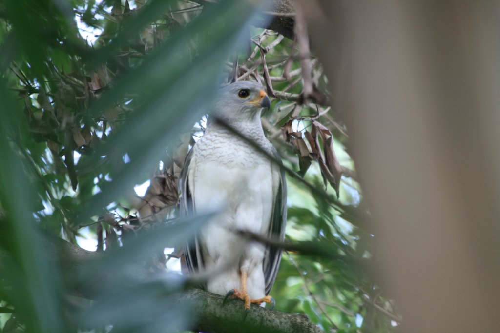 Grey Goshawk