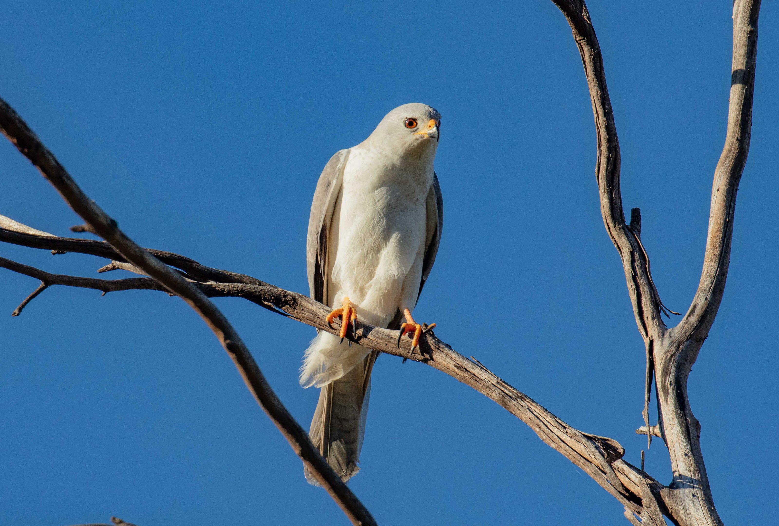 Grey Goshawk