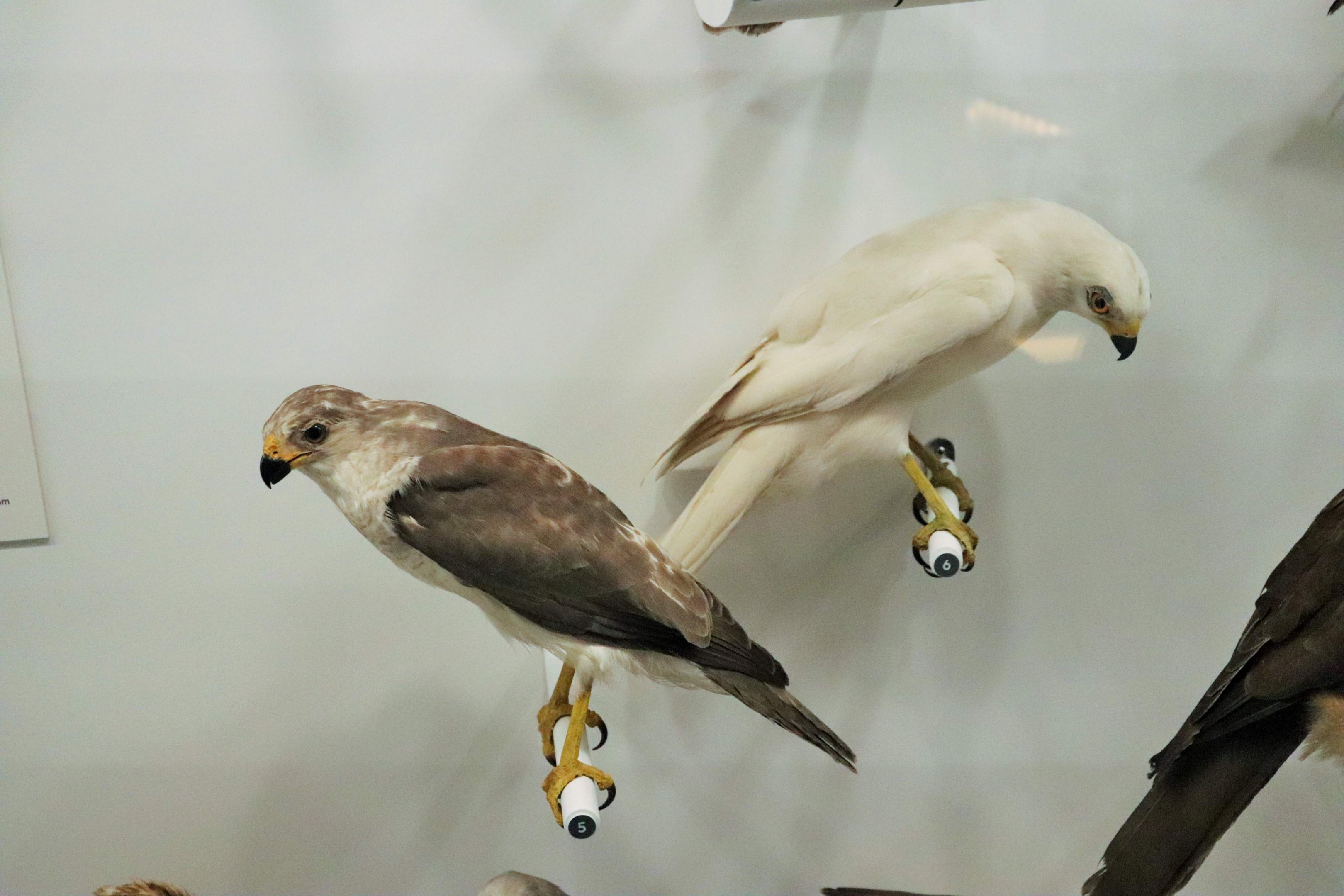 Grey Goshawks (Accipiter novaehollandiae)