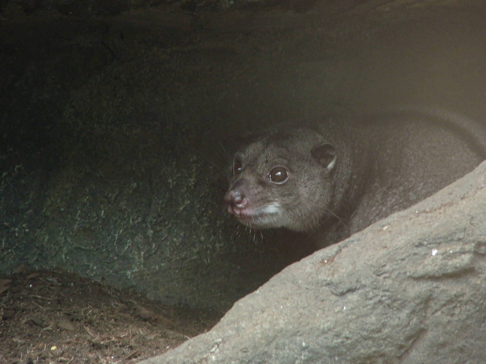 Grey Ground Cuscus at the RSCC, 31/07/10