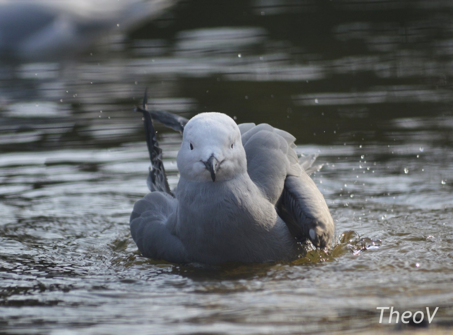 Grey gull [2018]