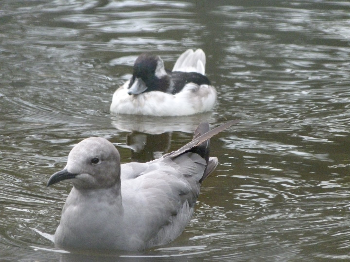 Grey gull and Bufflehead -Tierpark Berlin (2024)