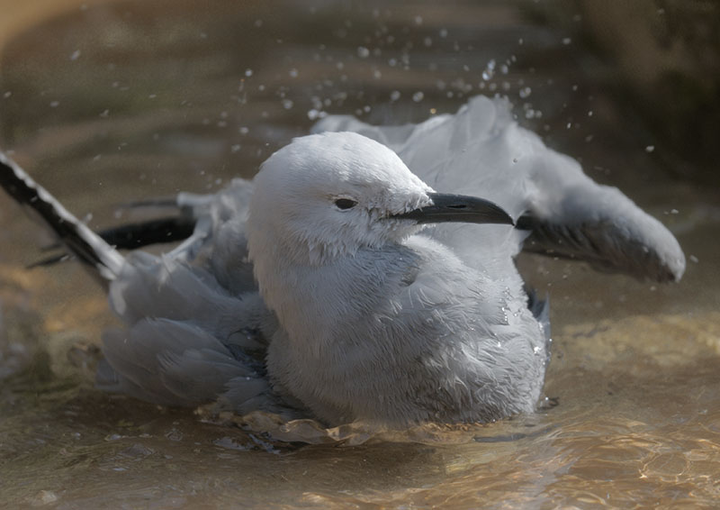 Grey gull bathing