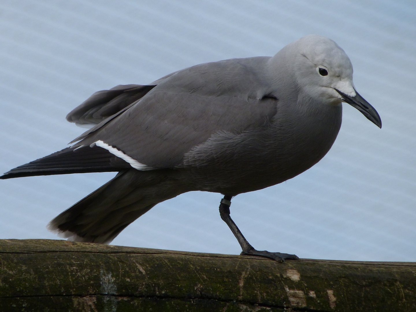 Grey gull -Bioparc de Doué la Fontaine (2025)