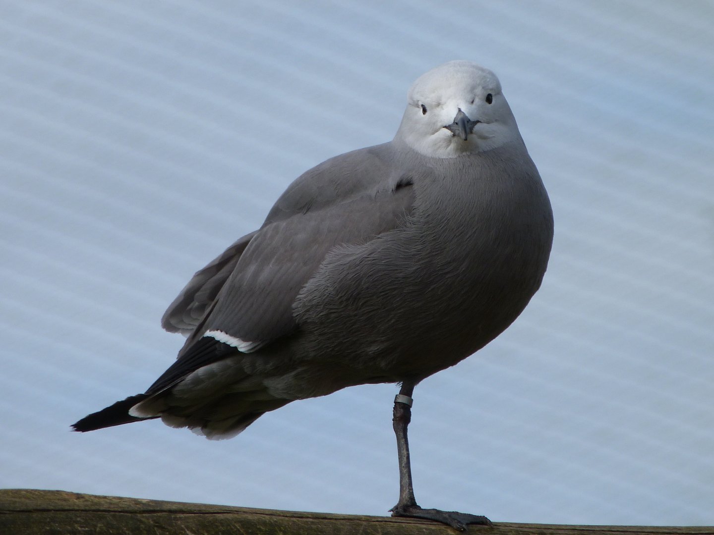 Grey gull -Bioparc de Doué la Fontaine (2025)